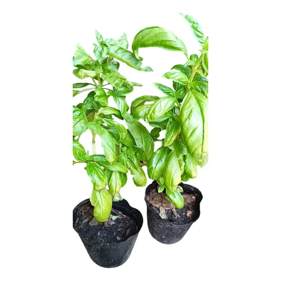 Plantas De Albahaca O Menta Natural