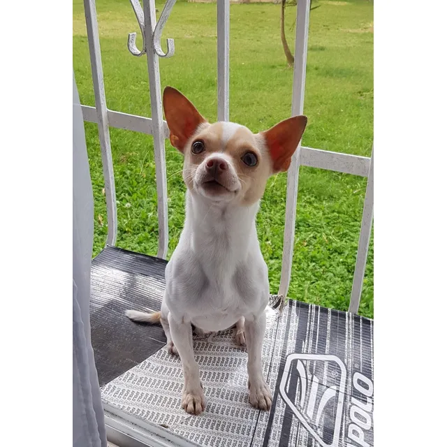 Chihuahua Macho Para Monta Con Pedigree