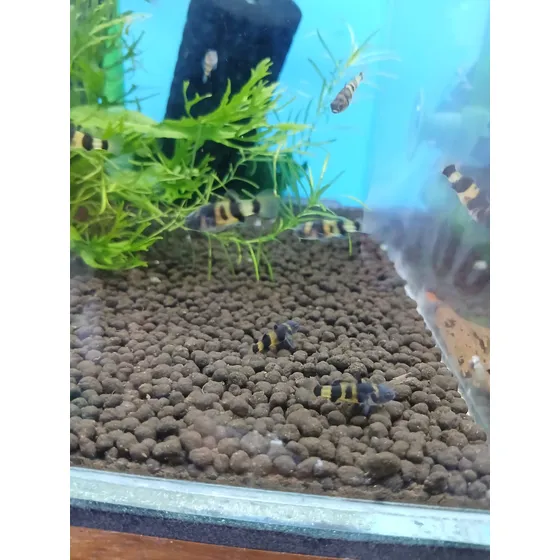 Peixe Abelhinha (brachygobius Xanthozonus) Agua Doce Pact 3