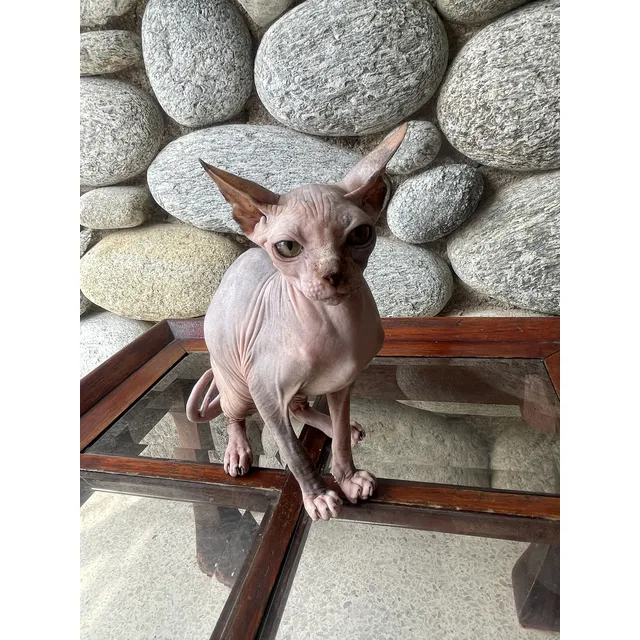 Cachorros Gato Sphynx O Gato Esfinge (calvos)