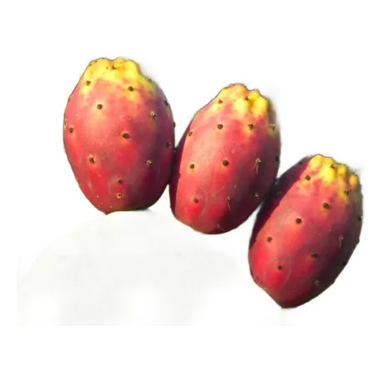 Planta Cactus Comestible Nopal