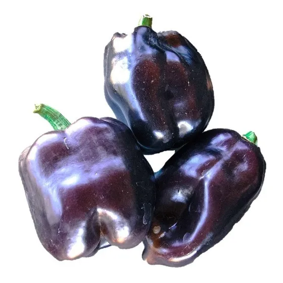 Sobre Para Sembrar 15 Plantas De Pimiento Morron Purpura