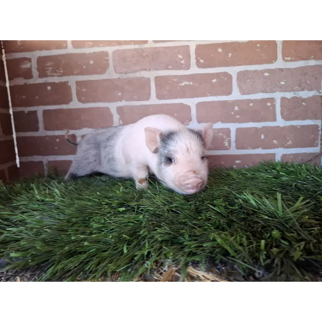 Mini Pig