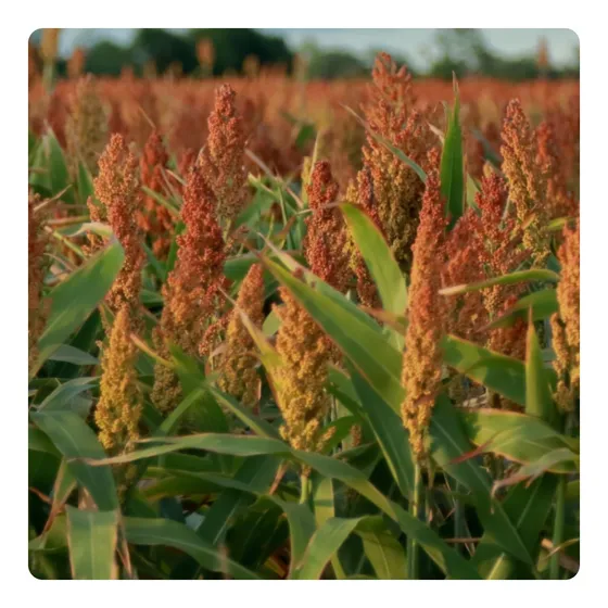 Sementes De Sorgo Santa Elisa Gigante - 1kg