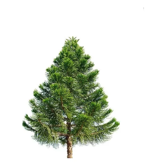 Araucaria Brasileña /  Angustifolia / Árbol Ornamental