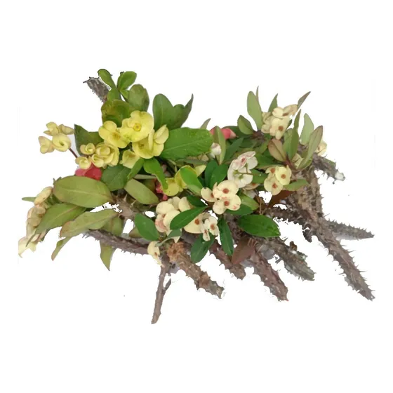 Esquejes 10 Diferentes Planta Coronas De Cristo Con Flores