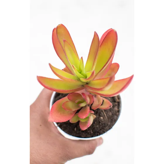 Crassula Capitella Var Campfire Suculenta Colección N° 8