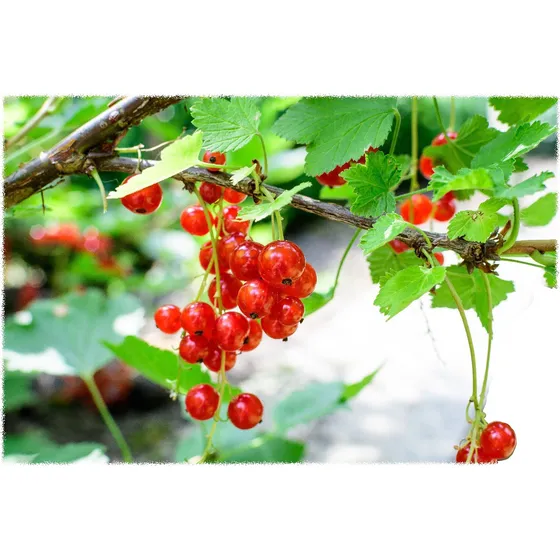 Corinto - ( Frutal Adulto Con Tronco)