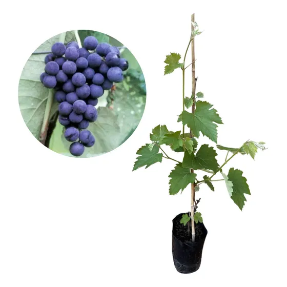 Muda De Uva Moscatel Roxa - Enxertada