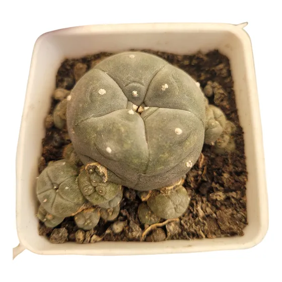 Lophophora Cespitosa. Cactus Mexicano Con Hijuelos.