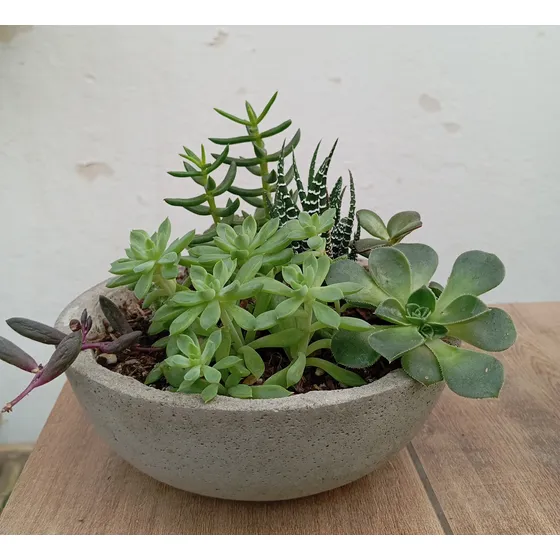 Terrario De Cemento Día De La Madre. Gris