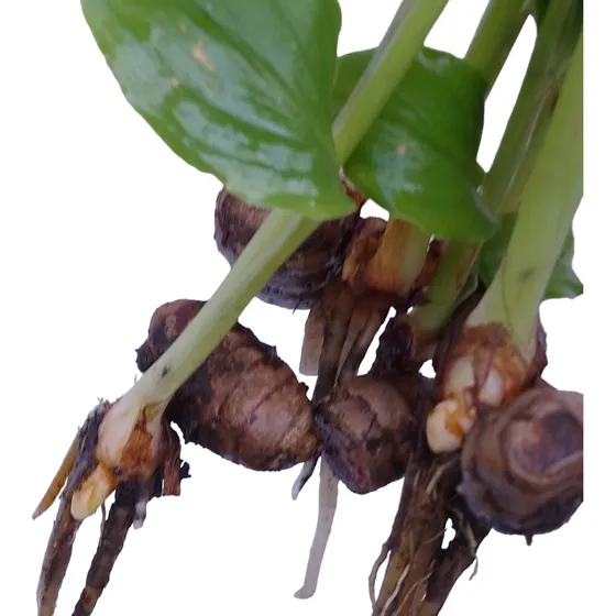 Curcuma Longa 4 Mudas 20cm - Açafrão Da Terra