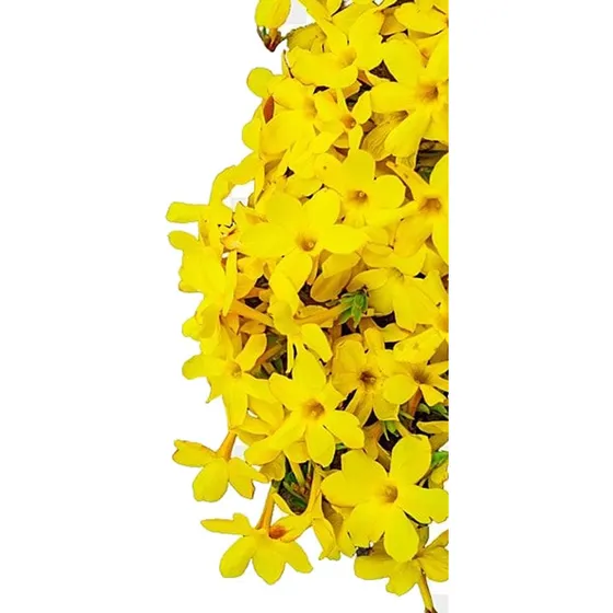 Jazmín Amarillo Jazmín De Invierno Cerco Vivo Arbusto 3lts