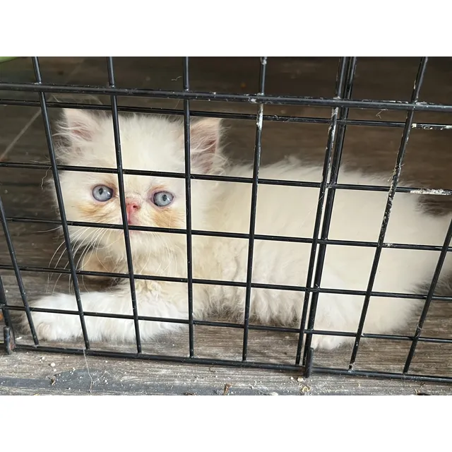 Gatos Persa Pelo Largo