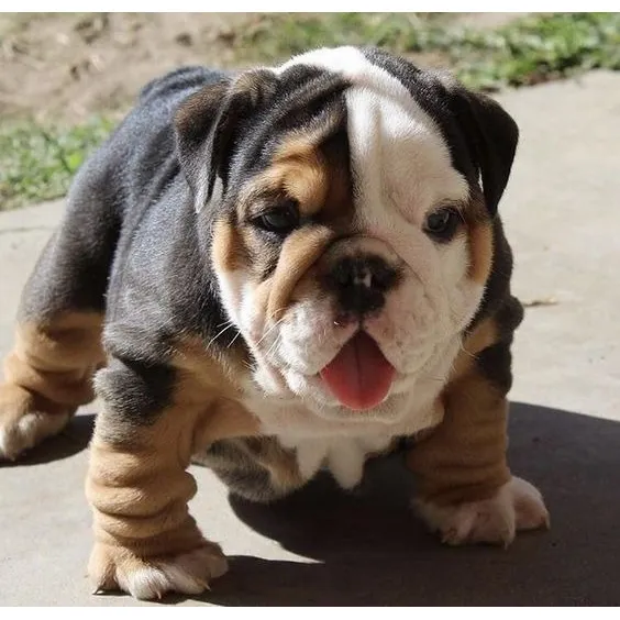Cachorros Bulldog Ingles Black Tri Exotic Perros Disponibles