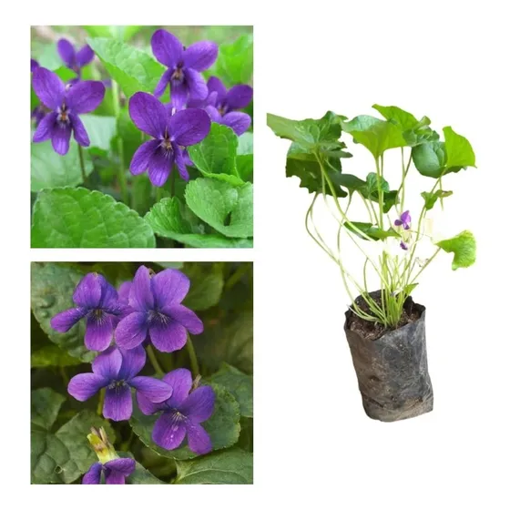 Muda De Violeta Perfumada - A viola Odorata