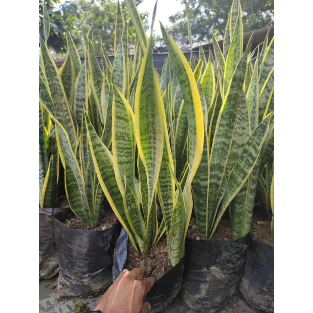 Lengua De Suegra Larga (sansevieria)