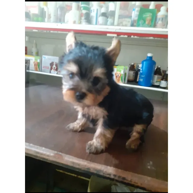 Cachorros Yorkshire Terrier