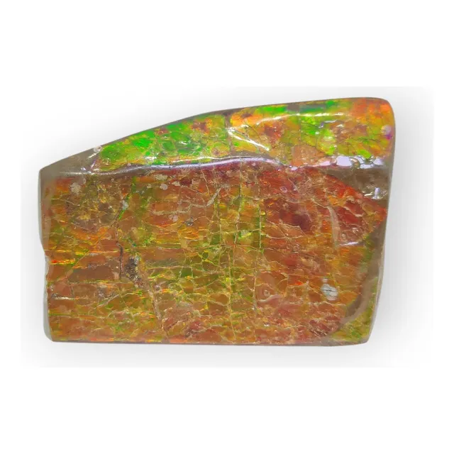 Rara Amonita Fósil Piedra 100% Natural 265 Ct $ 2.500.000