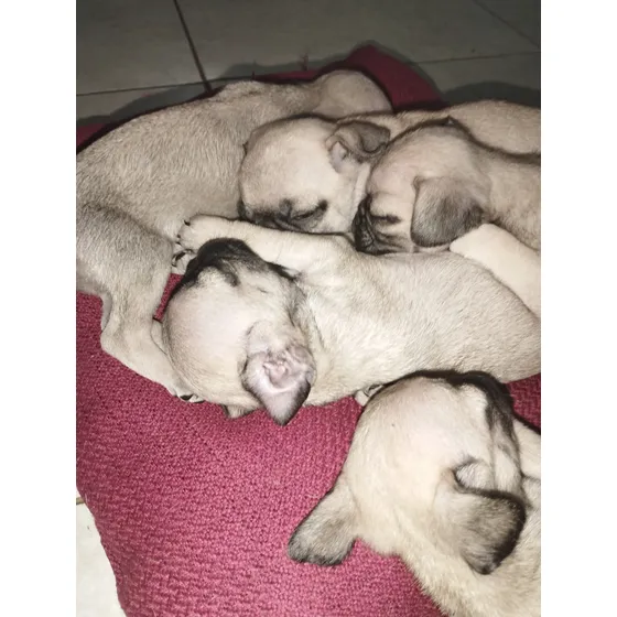 Cachorros Raza Pug