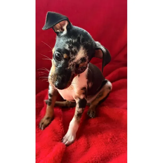 Pinscher Miniatura Exótico