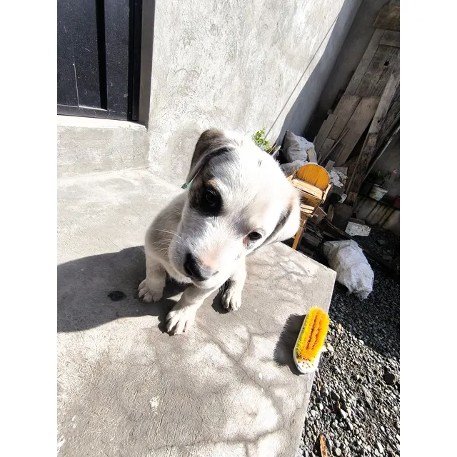Perrito De 2 Meses En Adopción (sin Costó)