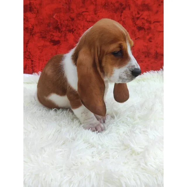 Cachorros Basset Hound Pasto Animal Pets Colombia 