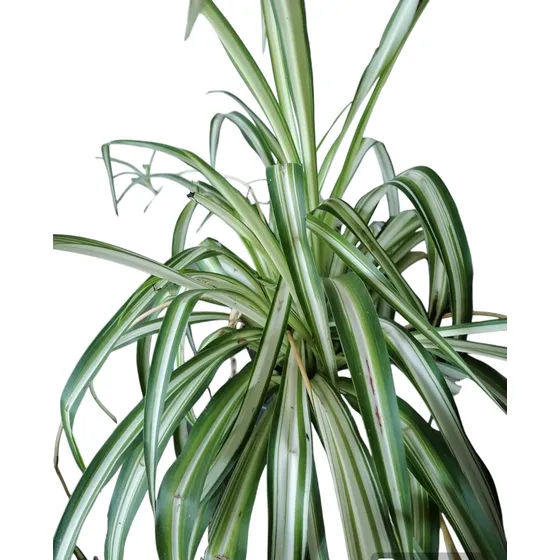 Planta Lazo De Amor Chlorophytum Ideal Para Interior.