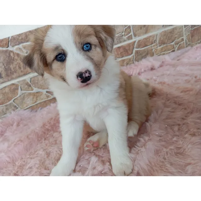 Cachorra Border Collie Hembra Red Merle Perross Co