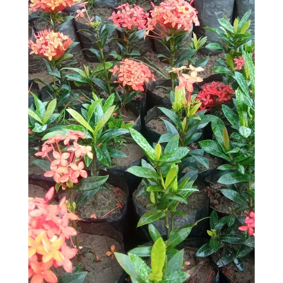 Ixoras Enanas De Jardín