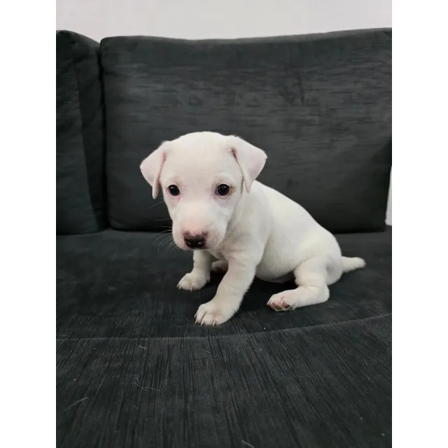 Cachorros Jack Russell