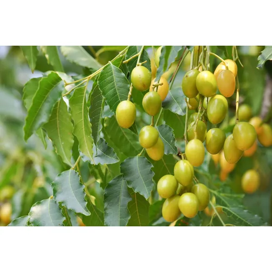 Arbol De Neem Repelente