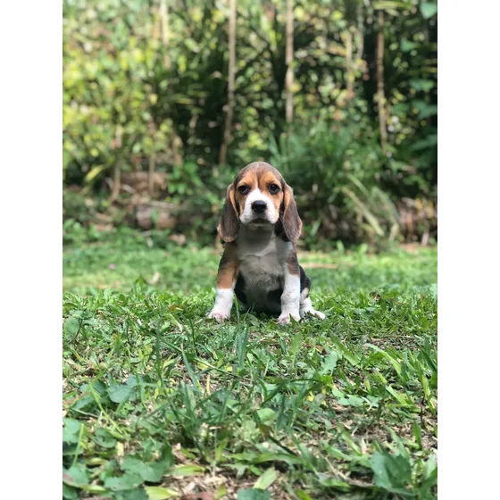 Beagle Filhote Fêmea Tricolor