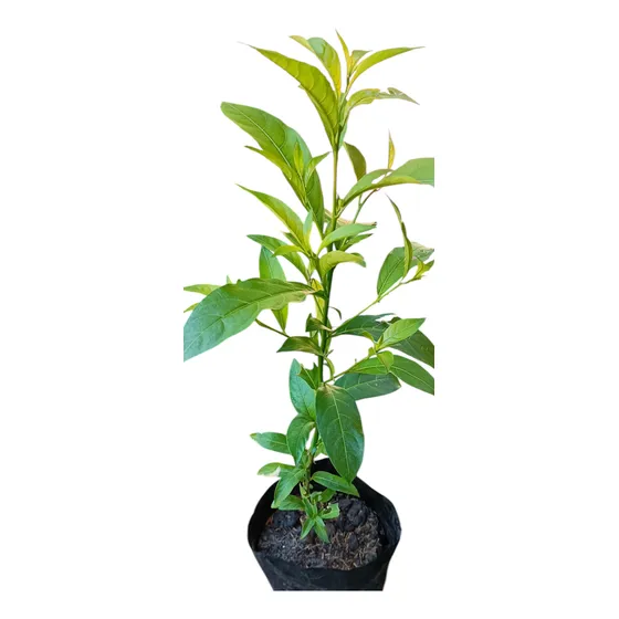 Planta Dama De La Noche