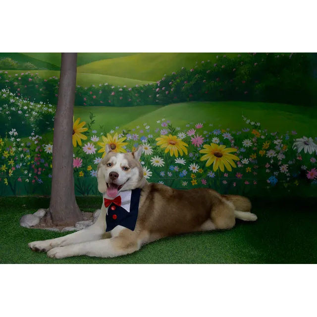 Servicio De Monta - Husky Siberiano