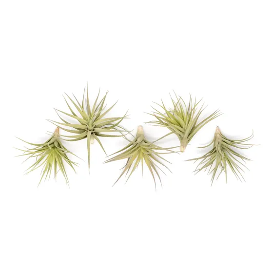 Pack De 10 Tillandsias Clavel Del Aire (tillandsia Bergeri)