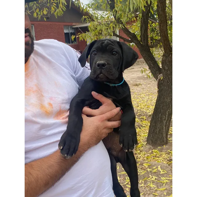 Cachorros Inscritos Oportunidad
