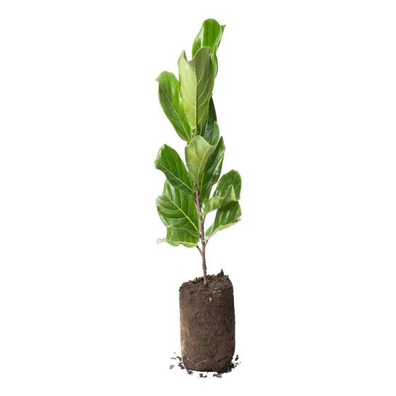 Ficus Pandurata Ficus Lyrata O Ficus Violin