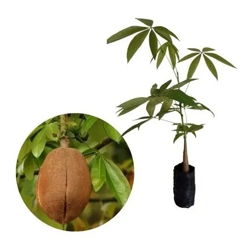Muda De Castanha Do Maranhão - Monguba