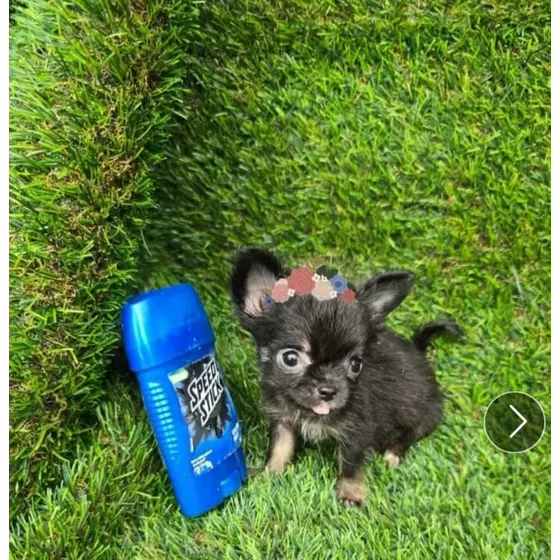Chihuahua Hembra Mini Pelo Largo