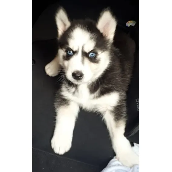 Husky Siberiano Puros