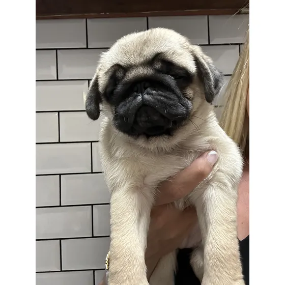 Pug Carlino Cachorros Pedegree De Lujo