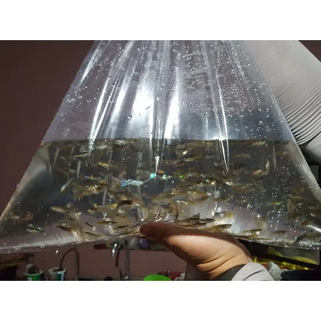 Guppys Para Alimento Vivo Por Cientos