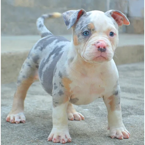 Filhote American Bully - Canil Sobrinho Bulls