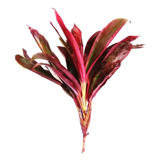 Dracena Vermelha / Roxa - Peregum Vermelho - 2 Mudas