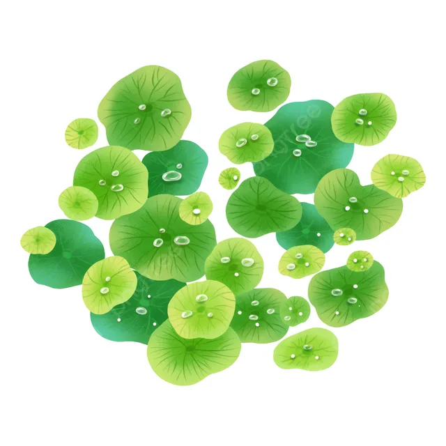 Plantas Vivas Flotantes Acuarios  Estanques Lentejas Agua