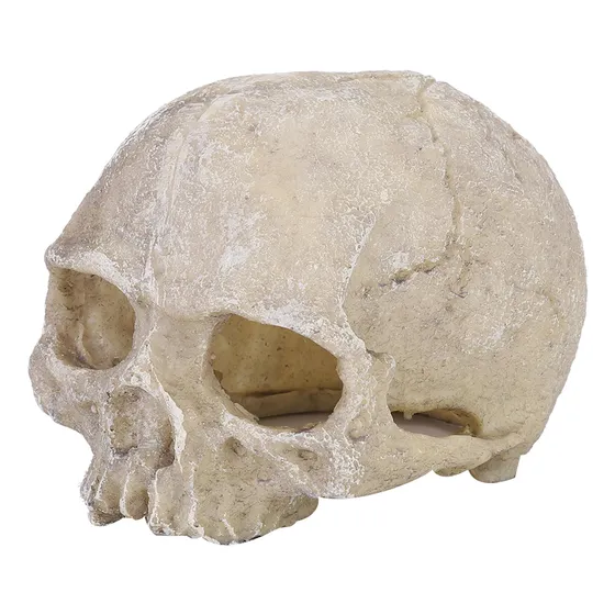 Resina De Estátua Head Bone Skull Para Lagarto Snake Spider