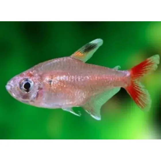 Tetra Nordeste/ Pitanga (hyphessobrycon Micropterus) Pact 5