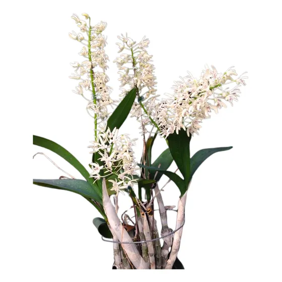 Orquídea Dendrobium Speciosum - Planta Muda Jovem