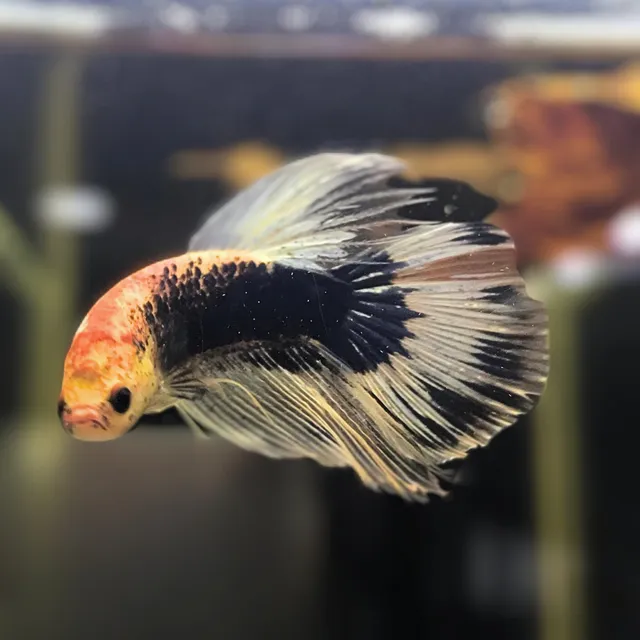 Pez Betta Macho Basico  (1 Unidad)